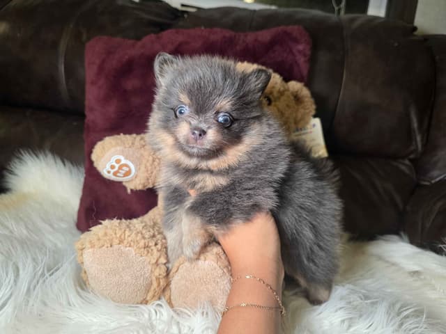 Pomeranian Puppies media 2
