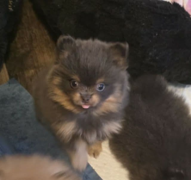 Pomeranian Puppies media 3
