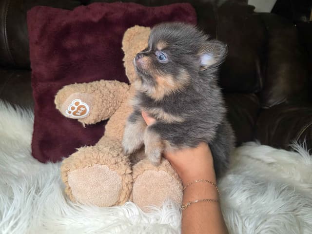 Pomeranian Puppies media 4