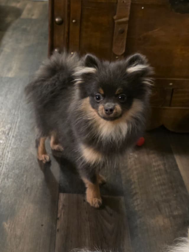Pomeranian Puppies media 5