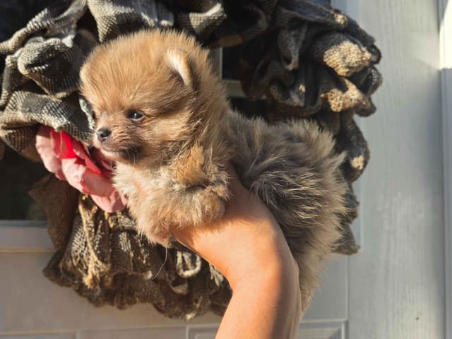 Pomeranian Puppies media 2