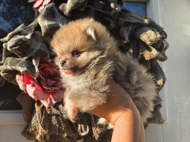 Pomeranian Puppies media 4