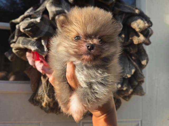 Pomeranian Puppies media 3