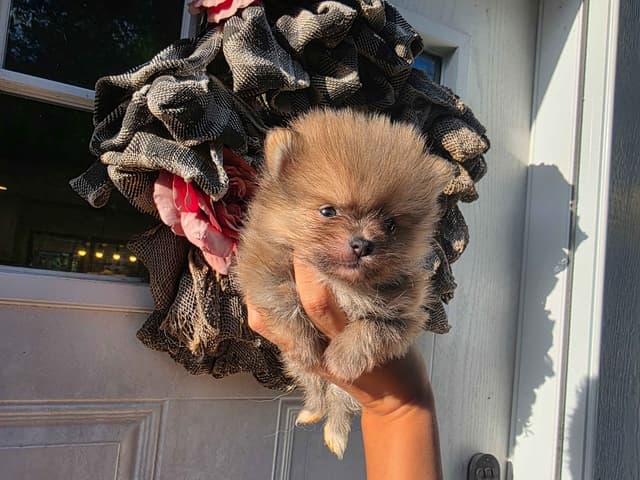 Pomeranian Puppies media 5