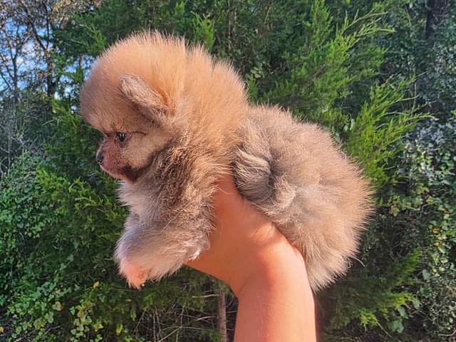 Pomeranian Puppies media 6