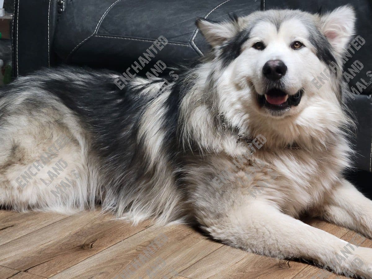 Alaskan Malamute Puppies breeder image 2