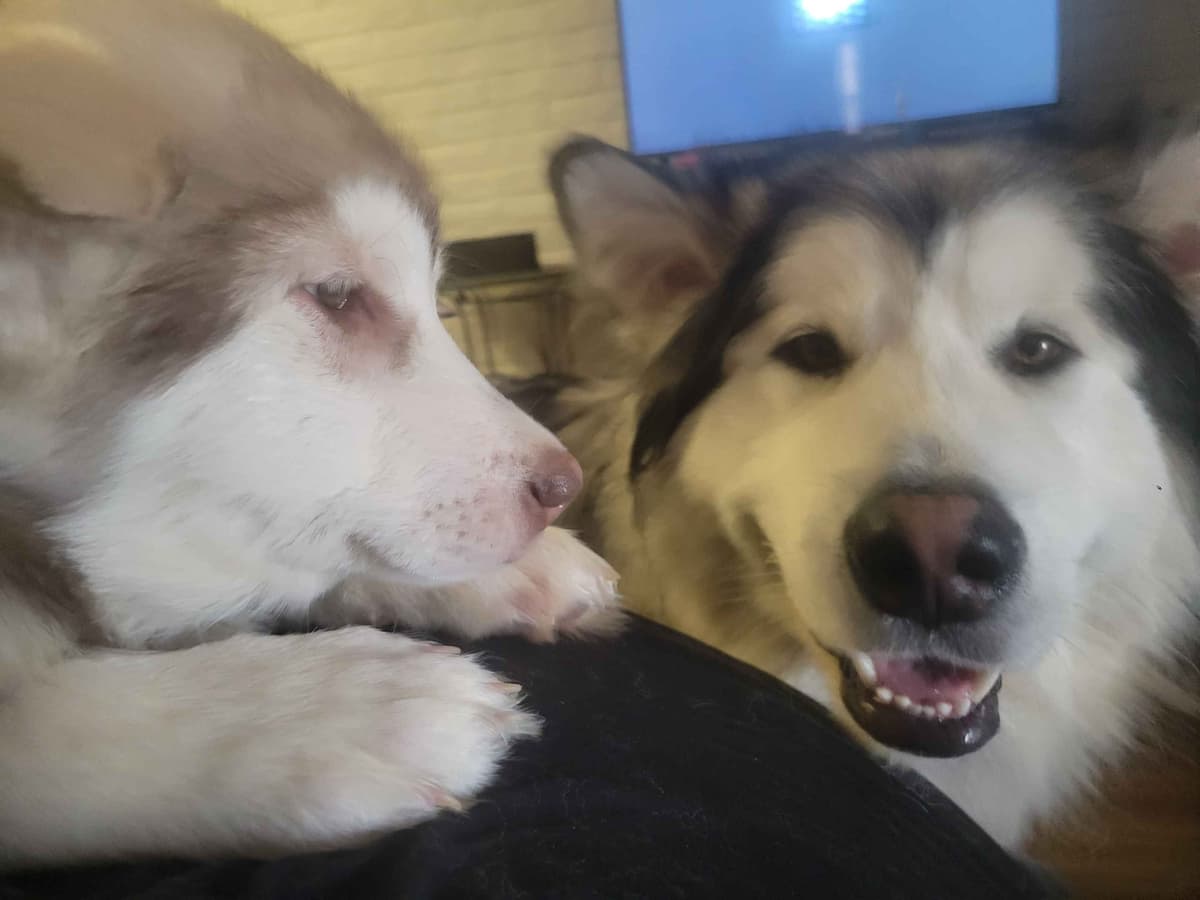 Alaskan Malamute Puppies breeder image 23