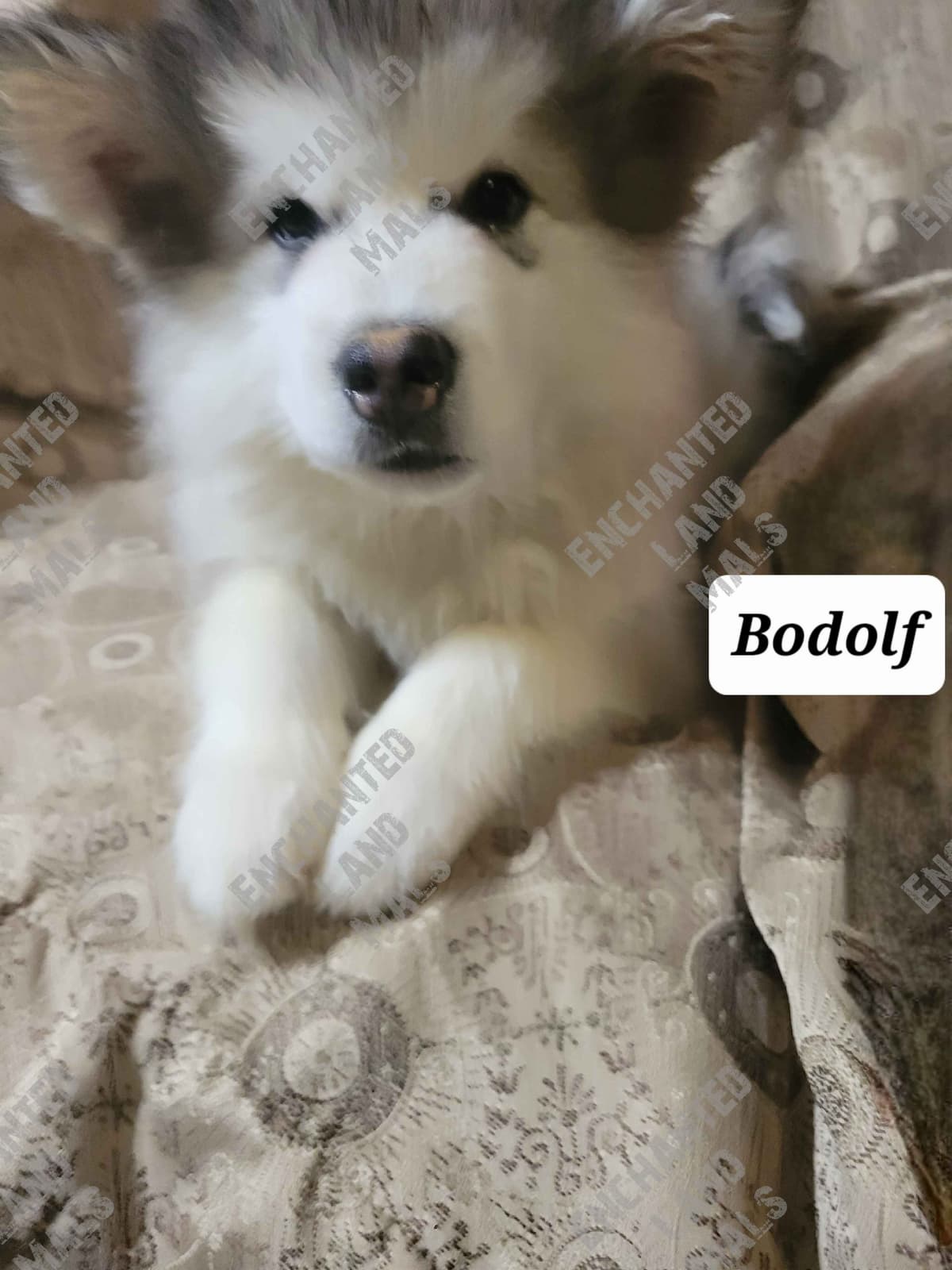 Alaskan Malamute Puppies breeder image 5