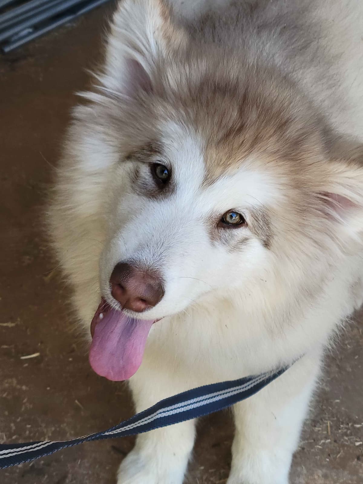 Alaskan Malamute Puppies breeder image 4