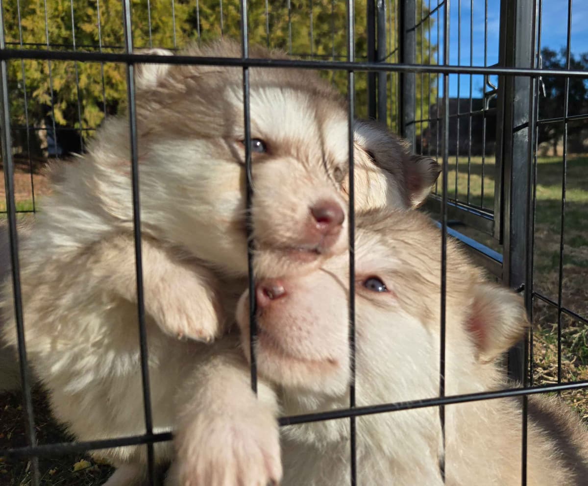 Alaskan Malamute Puppies breeder image 1