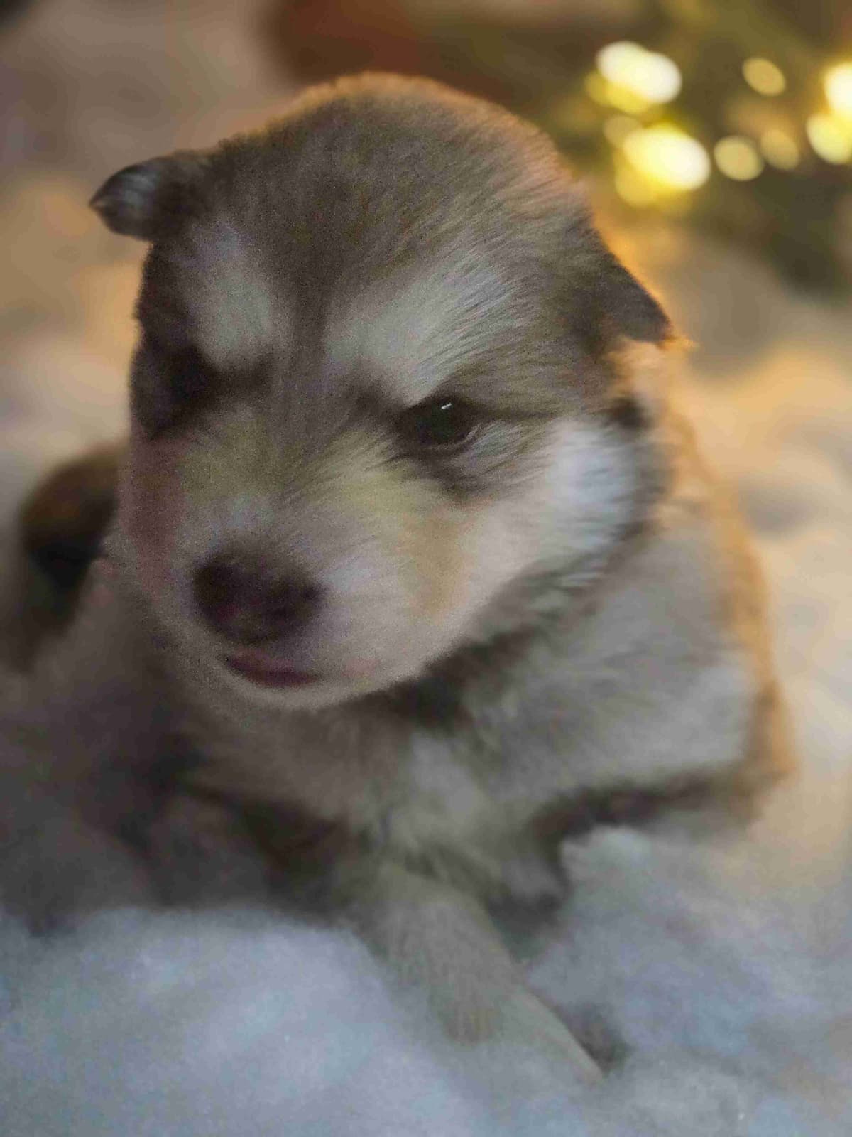Alaskan Malamute Puppies breeder image 6