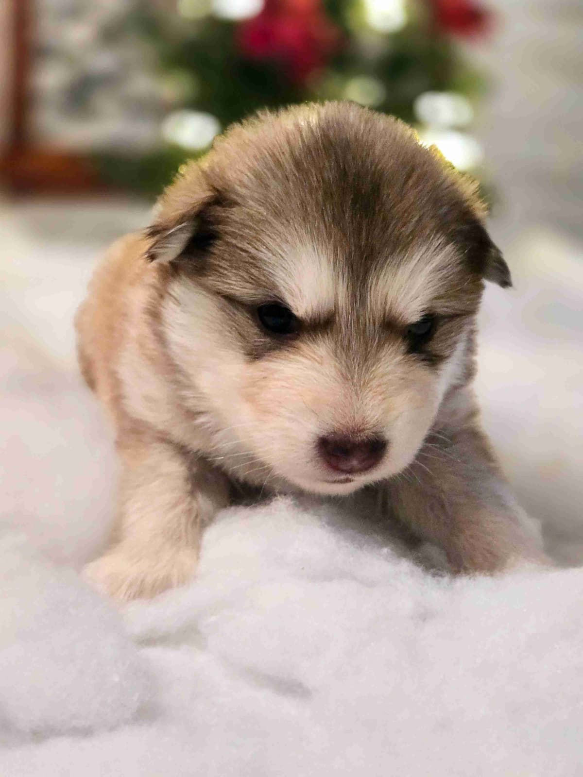 Alaskan Malamute Puppies breeder image 7