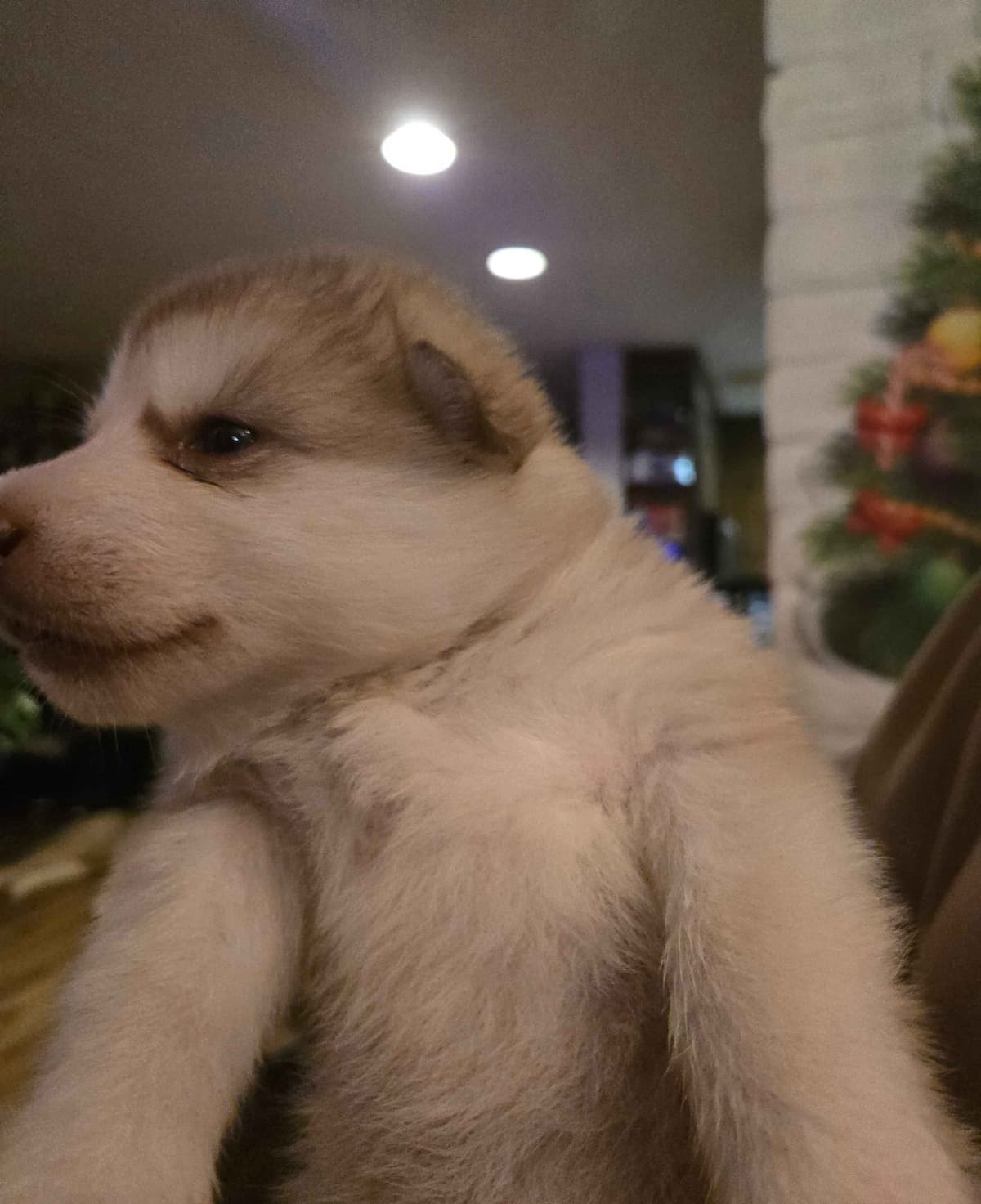 Alaskan Malamute Puppies breeder image 9