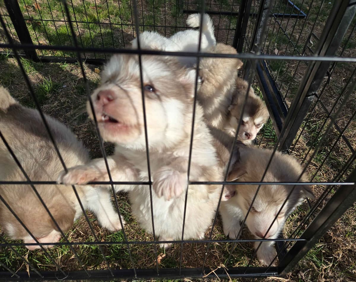 Alaskan Malamute Puppies breeder image 8