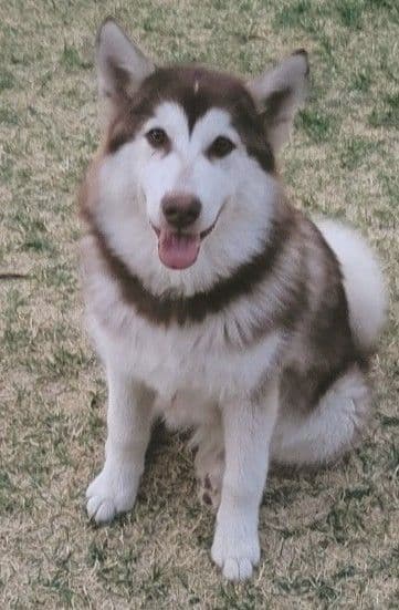 Alaskan Malamute Puppies breeder image 3