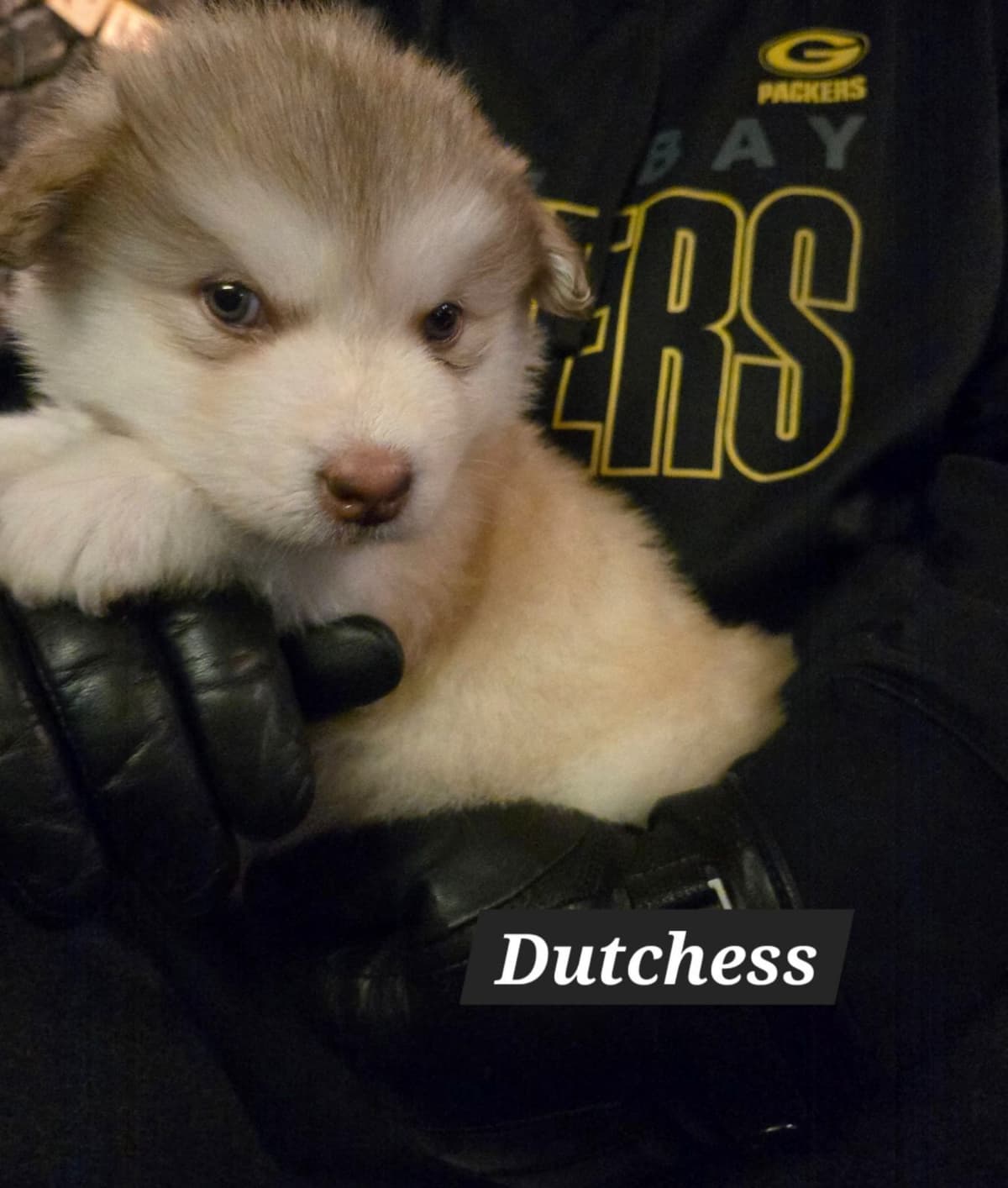 Alaskan Malamute Puppies breeder image 13