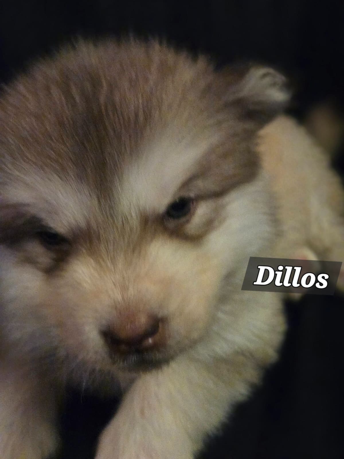 Alaskan Malamute Puppies breeder image 17