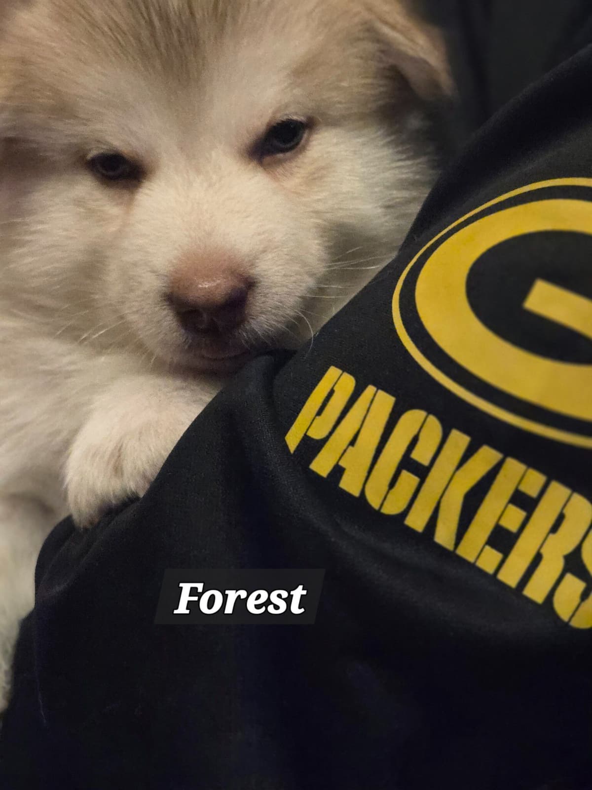 Alaskan Malamute Puppies breeder image 18