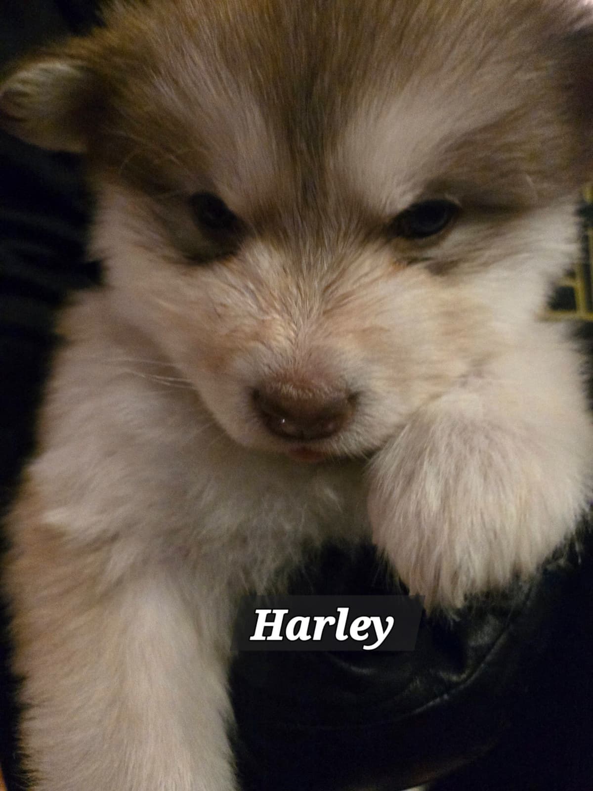 Alaskan Malamute Puppies breeder image 16