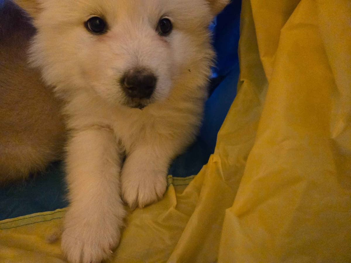 Alaskan Malamute Puppies breeder image 25