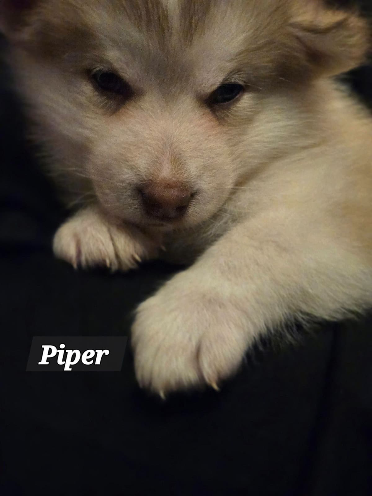 Alaskan Malamute Puppies breeder image 15