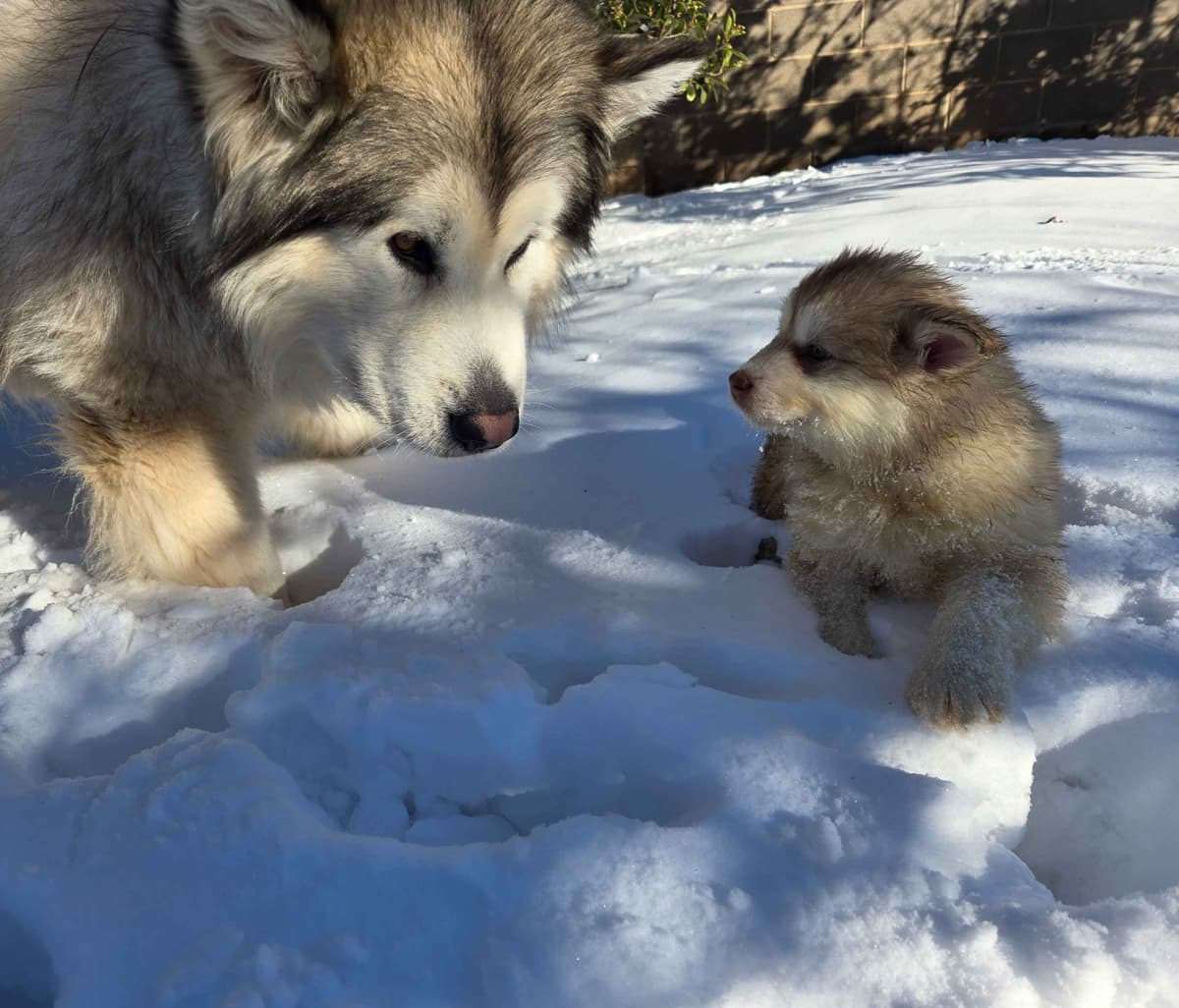 Alaskan Malamute Puppies breeder image 22
