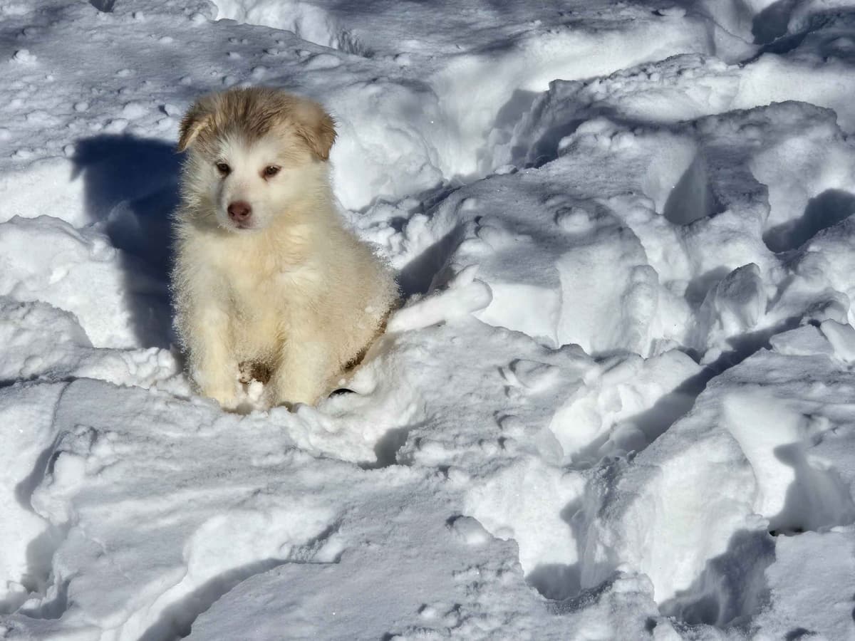 Alaskan Malamute Puppies breeder image 21