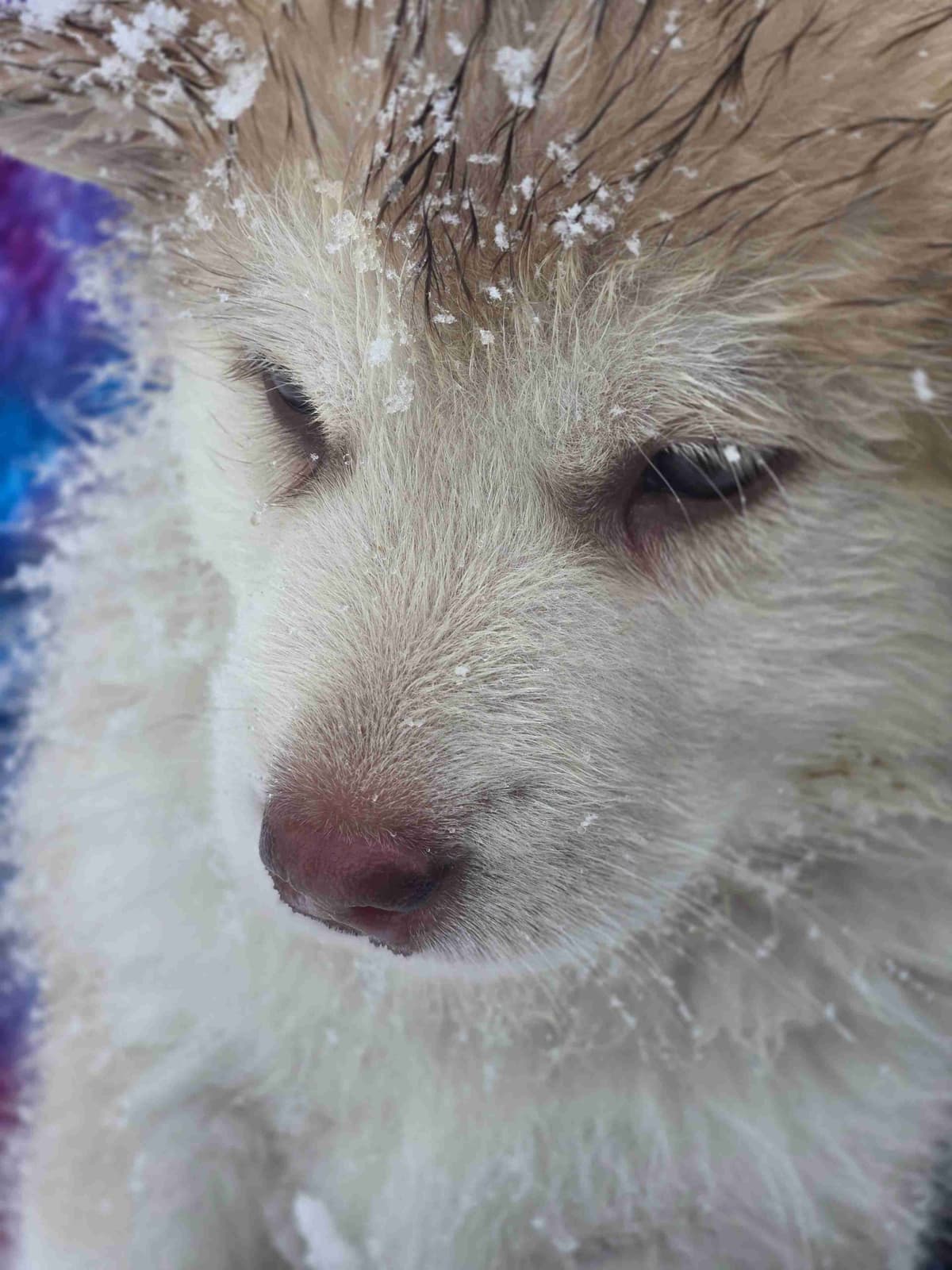 Alaskan Malamute Puppies breeder image 26
