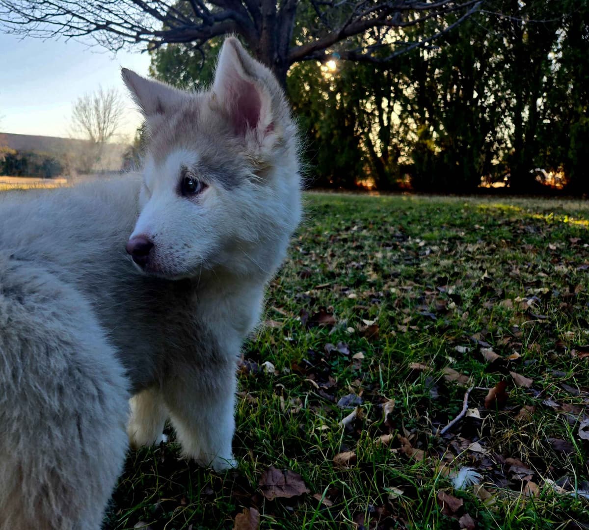 Alaskan Malamute Puppies breeder image 24