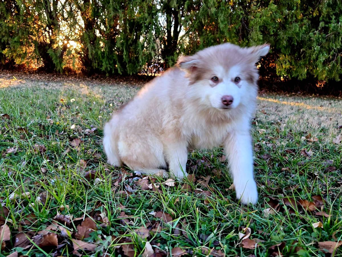 Alaskan Malamute Puppies breeder image 19