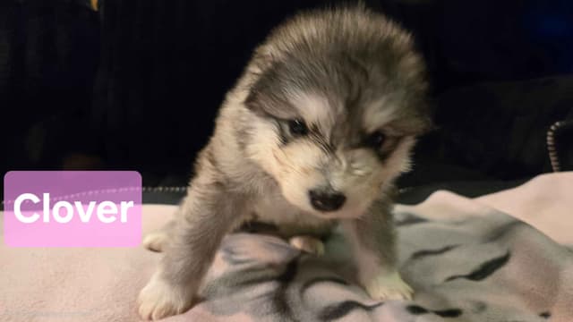 Alaskan Malamute Puppies media 2