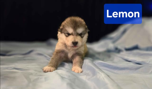Alaskan Malamute Puppies media 4