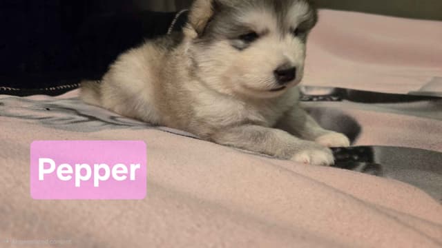 Alaskan Malamute Puppies media 6