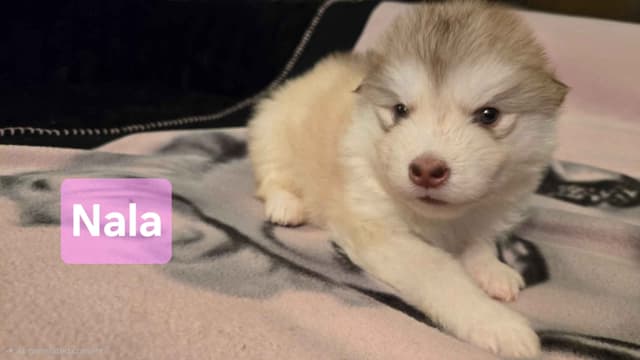 Alaskan Malamute Puppies media 8