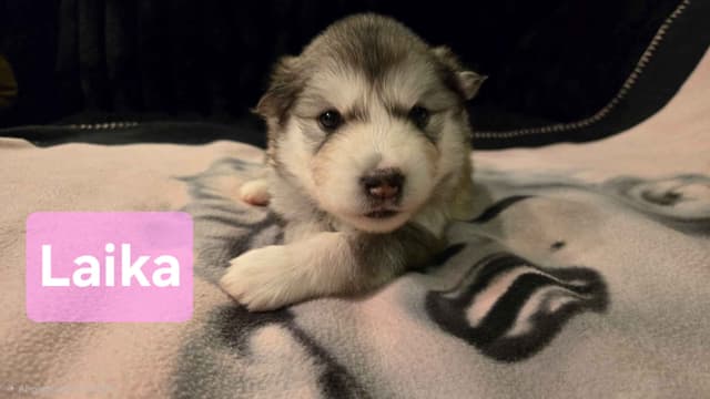 Alaskan Malamute Puppies media 7