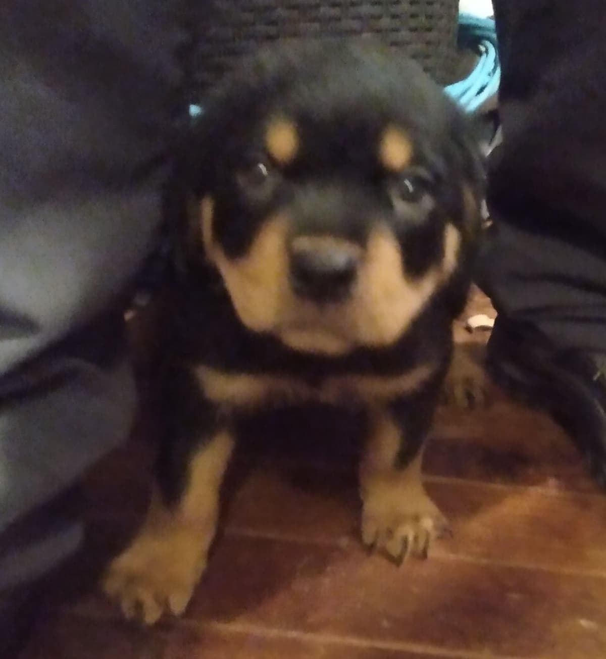 Rottweiler Puppies 443-510-1499 breeder image 7
