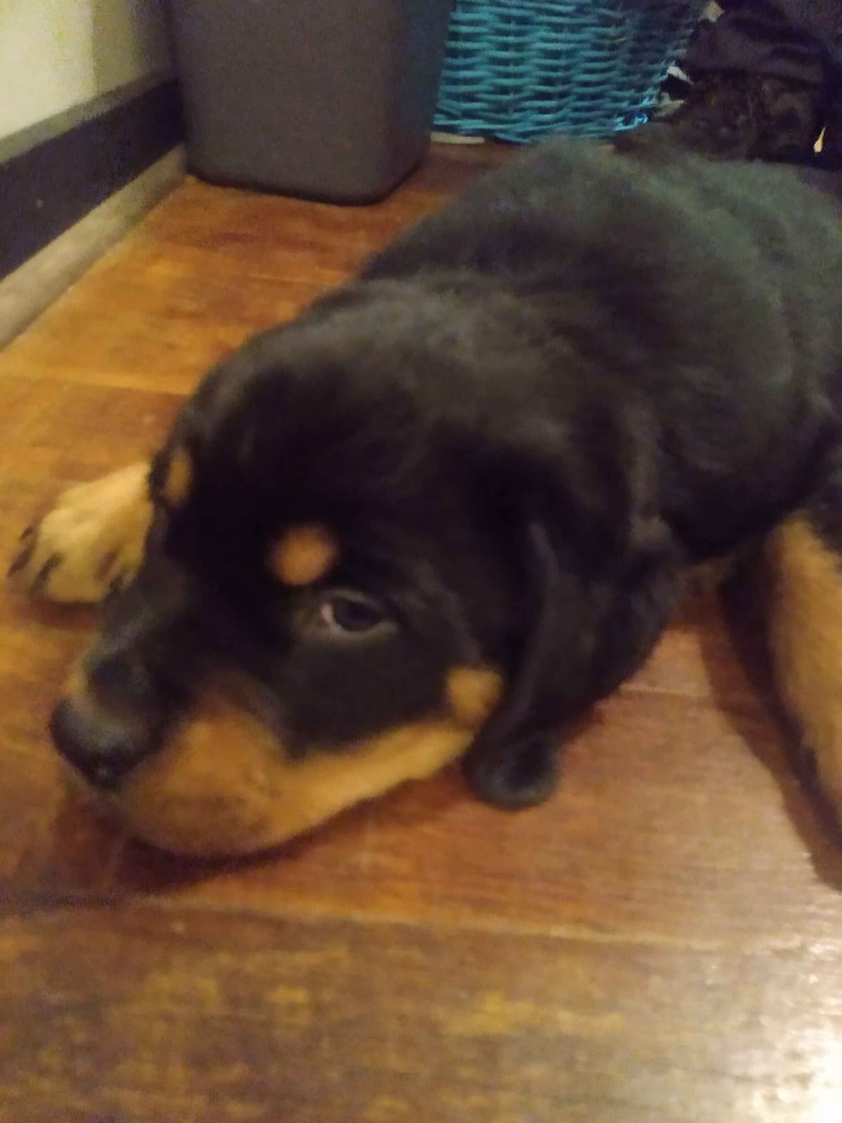 Rottweiler Puppies 443-510-1499 breeder image 5