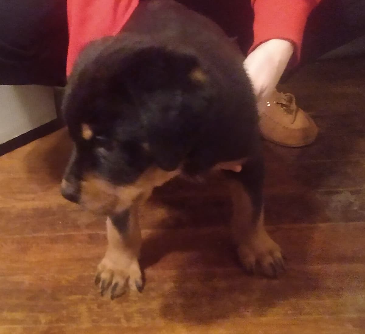 Rottweiler Puppies 443-510-1499 breeder image 6