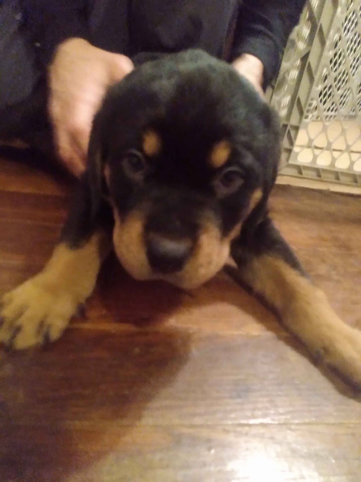 Rottweiler Puppies 443-510-1499 breeder image 8