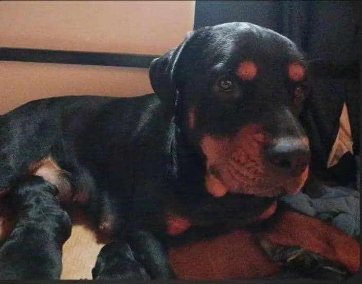 Rottweiler Puppies 443-510-1499 breeder image 4