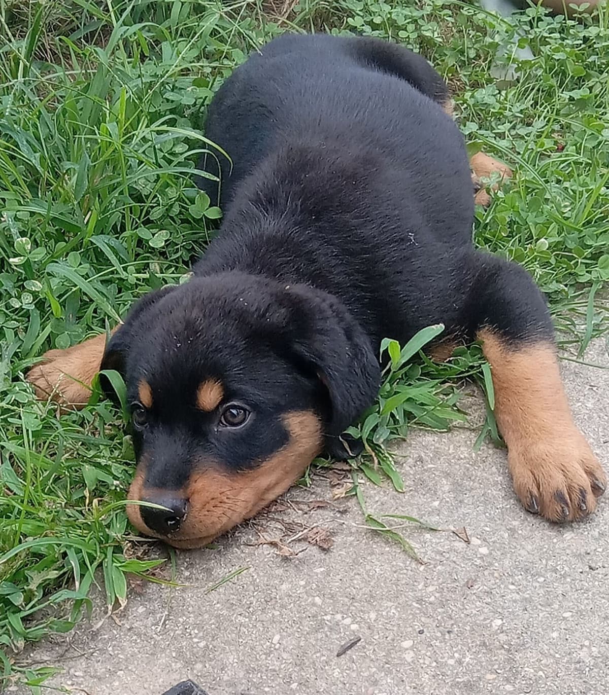 Rottweiler Puppies 443-510-1499 breeder image 2