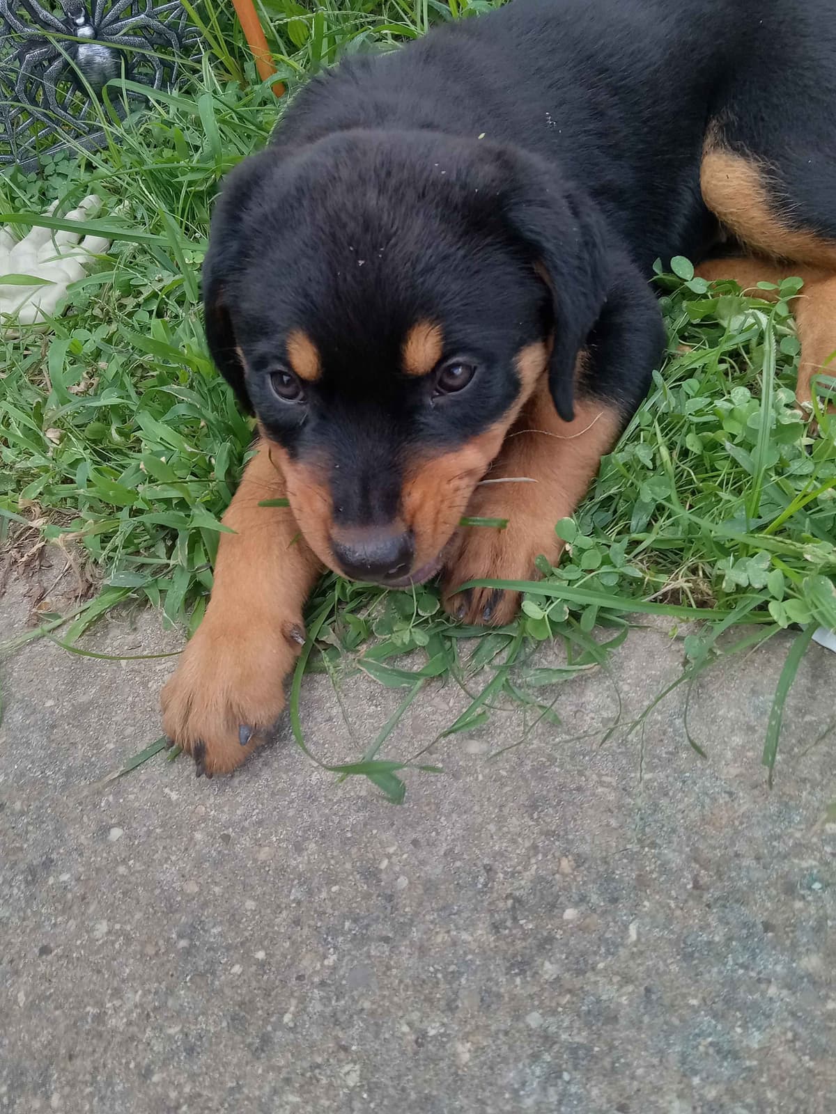 Rottweiler Puppies 443-510-1499 breeder image 3