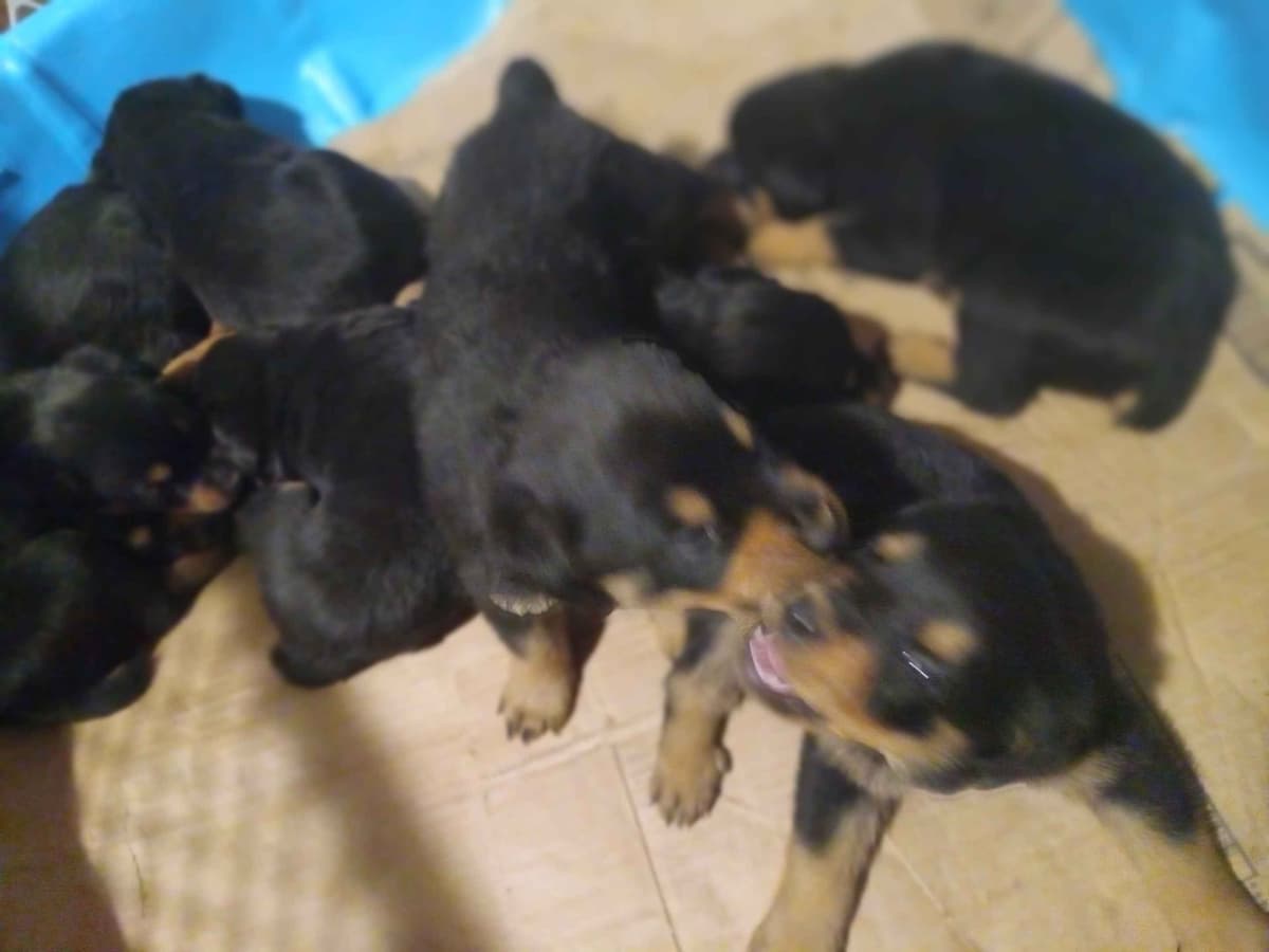 Rottweiler Puppies 443-510-1499 breeder image 9