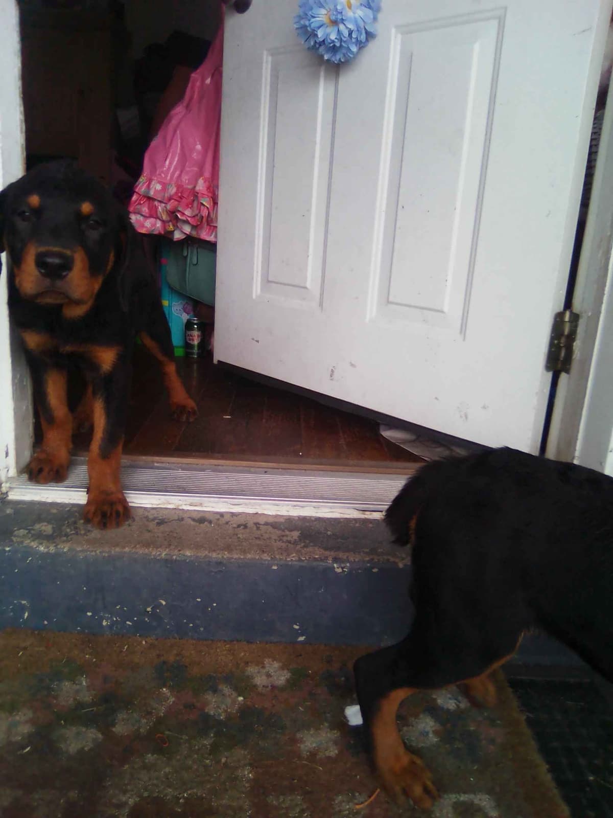 Rottweiler Puppies 443-510-1499 breeder image 11