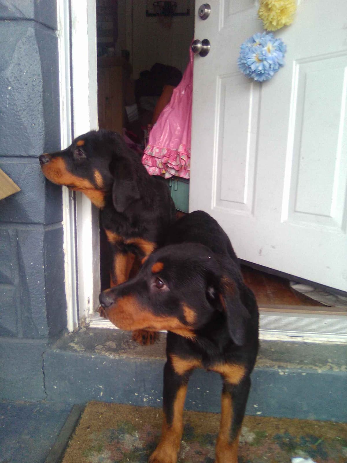 Rottweiler Puppies 443-510-1499 breeder image 12