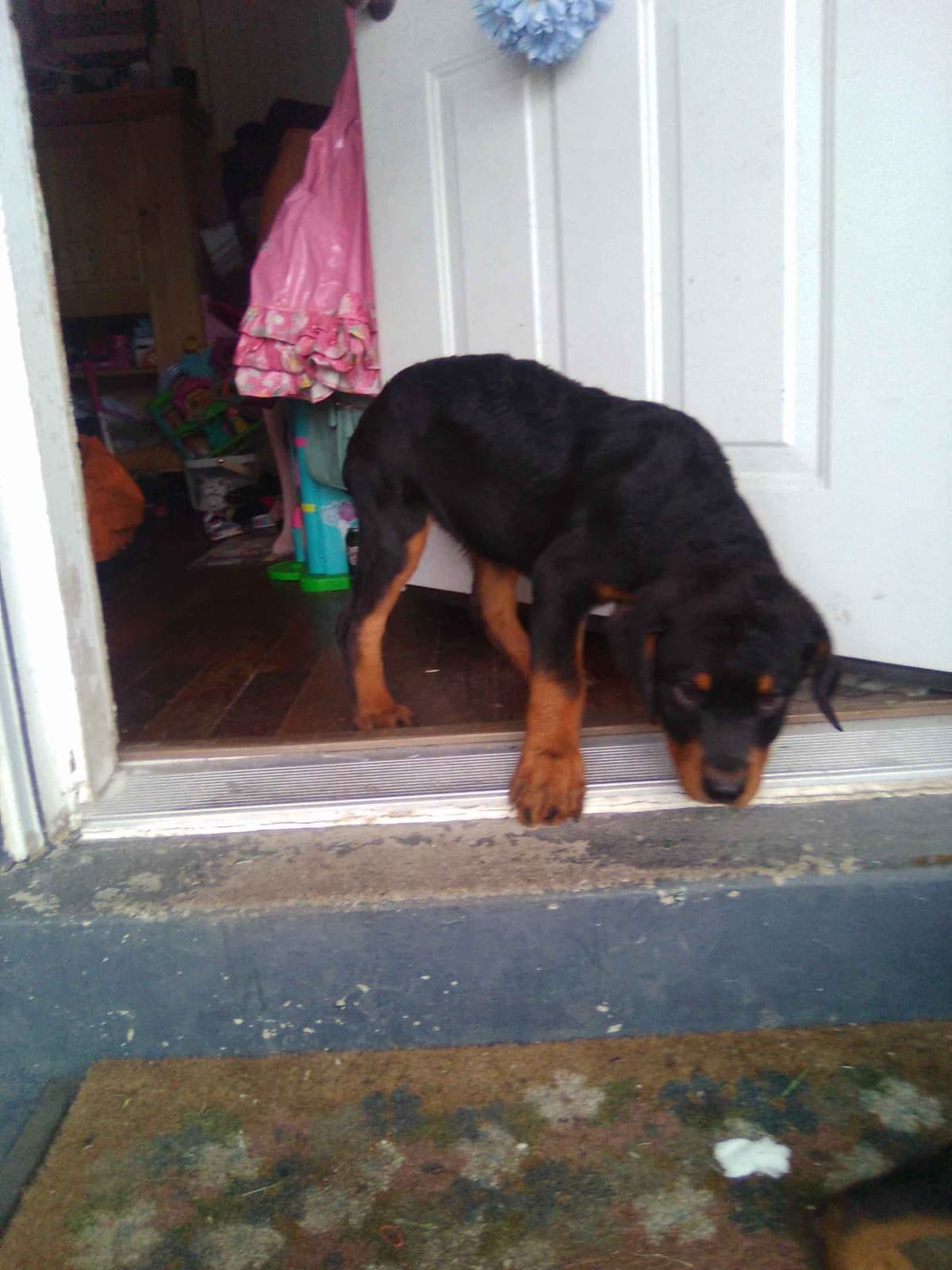 Rottweiler Puppies 443-510-1499 breeder image 13