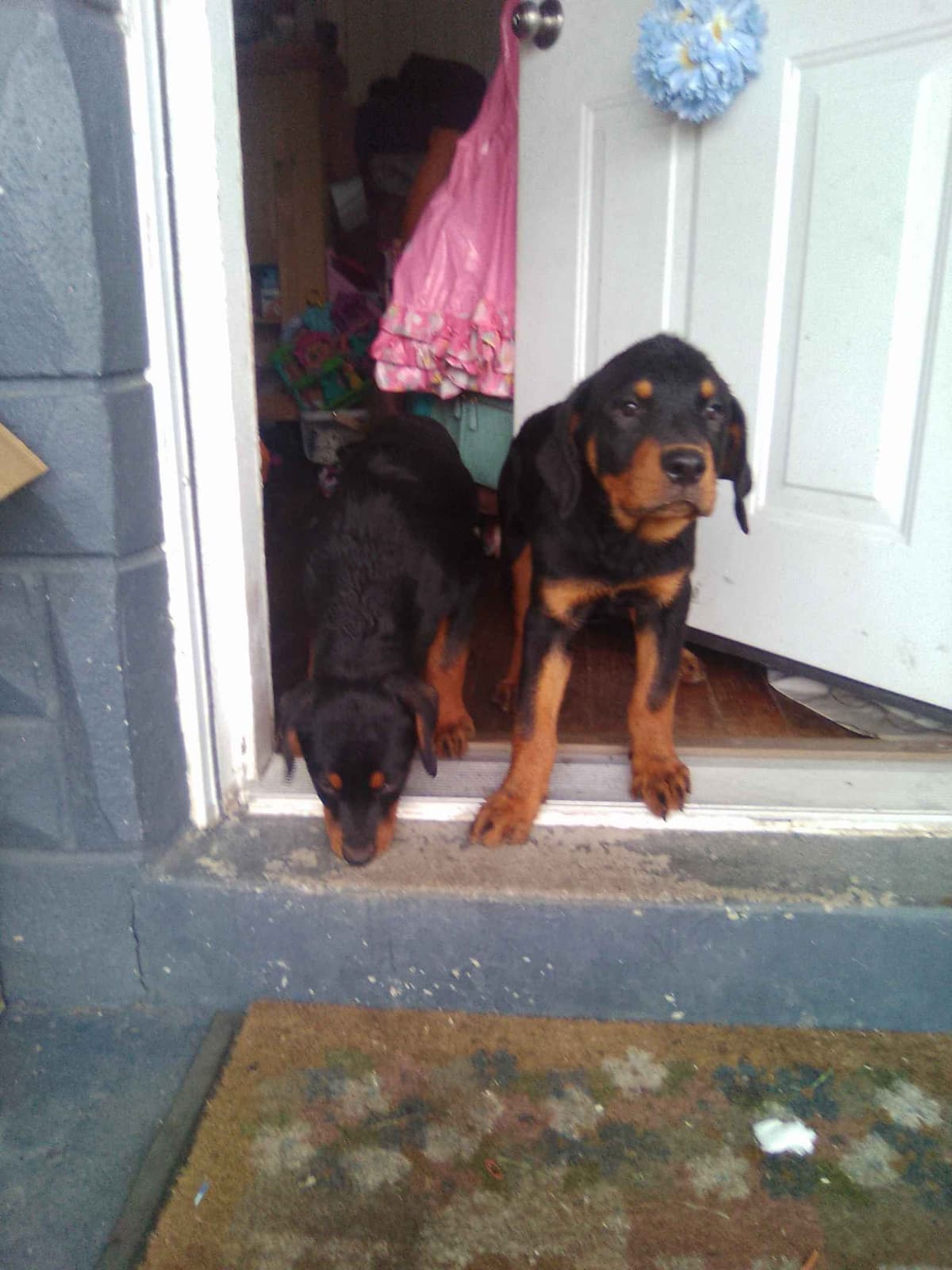 Rottweiler Puppies 443-510-1499 breeder image 16