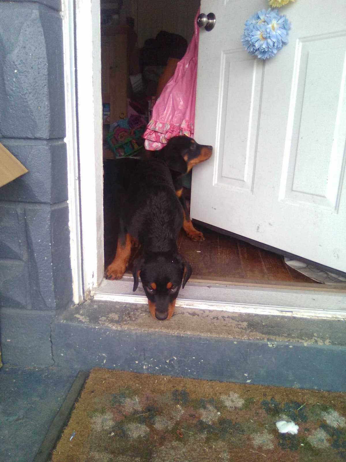 Rottweiler Puppies 443-510-1499 breeder image 14