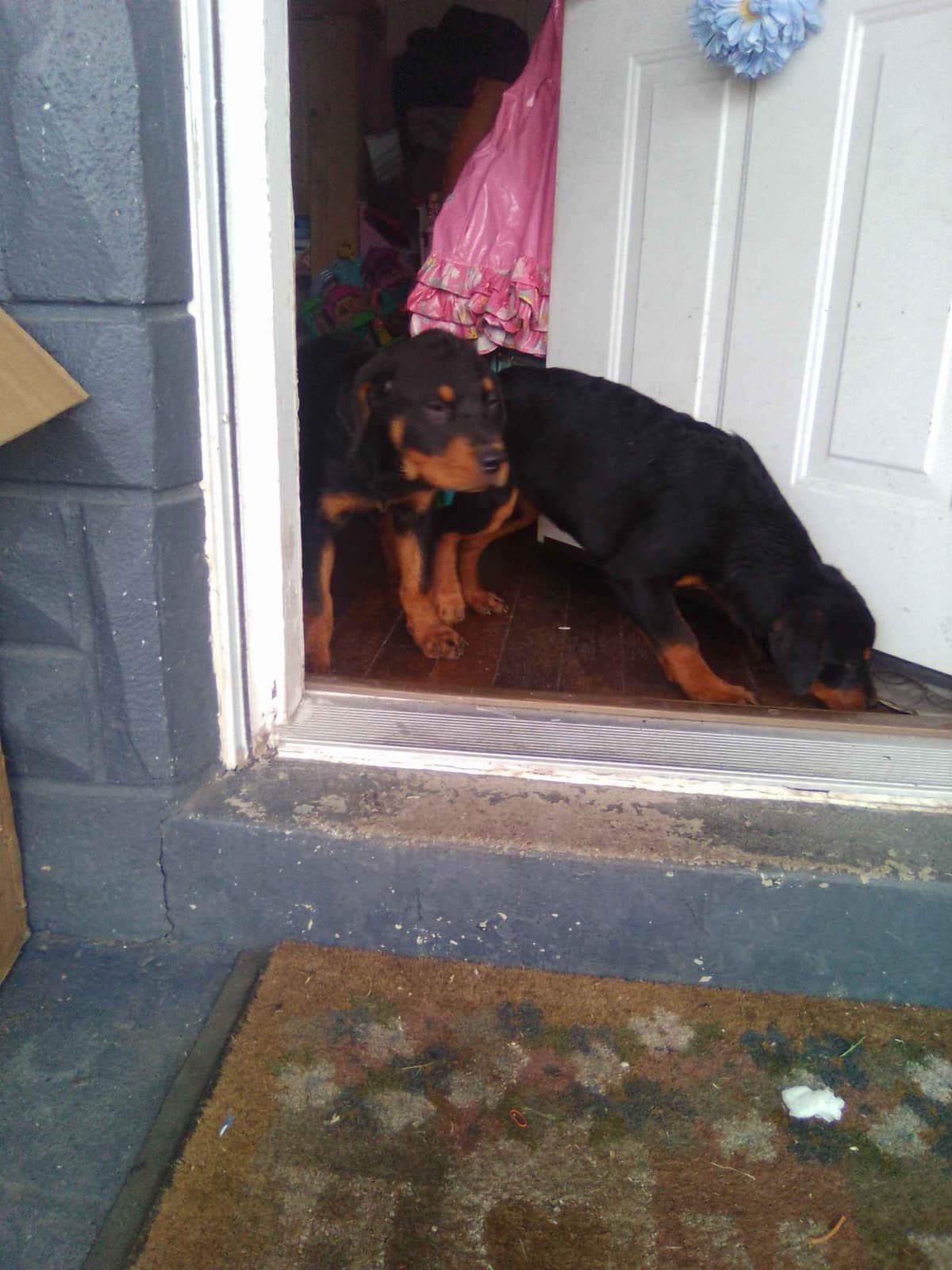 Rottweiler Puppies 443-510-1499 breeder image 18