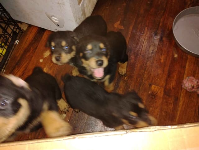 Rottweiler Puppies  443-510-1499 media 3
